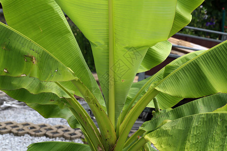 热带香蕉棕榈叶雨林图片