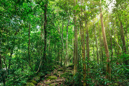 树木森林潮湿的自然景观图片
