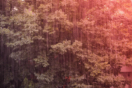 雨中大树的特写图片