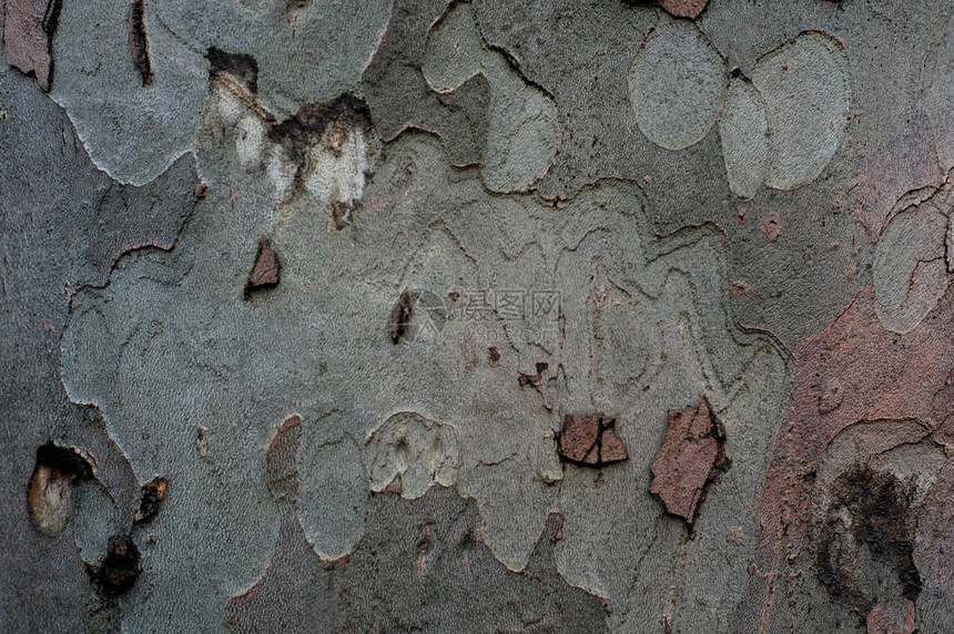 树皮美国梧桐纹理图片
