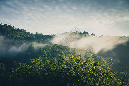 雾中的森林山图片