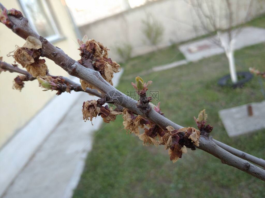 杏仁花死在树枝上春夜的冰霜图片