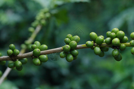 树枝上的咖啡豆图片