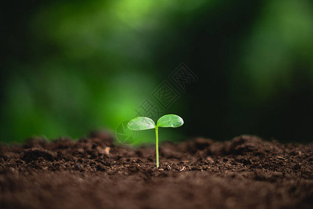 年轻的植物小树植物树的概念图片