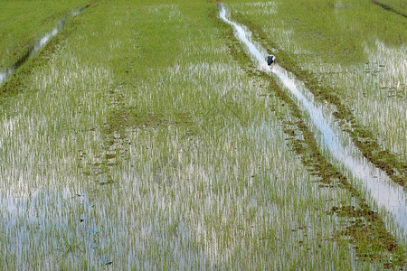 稻田背景中的水稻背景图片