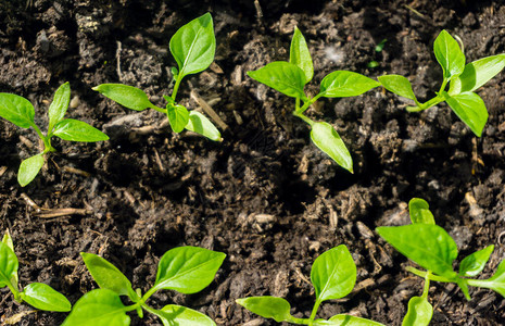 幼苗在土壤中生长新的青椒植物图片