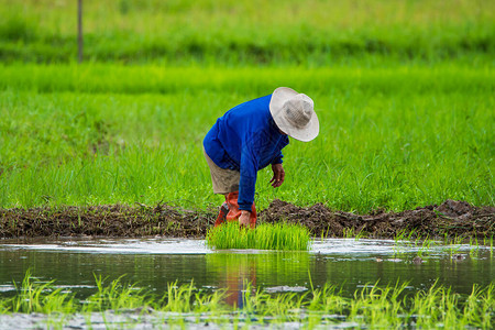 亚洲农民在稻田里插秧农民图片