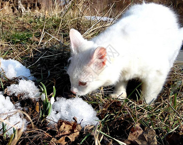 白小猫看着春天花园的雪中图片