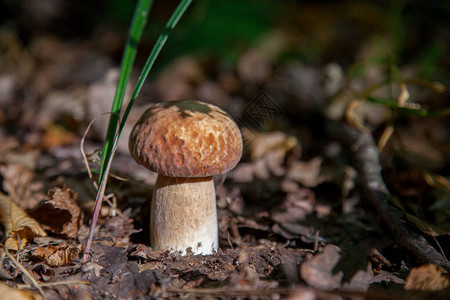 在秋季生长在苔藓和干燥落叶之间图片