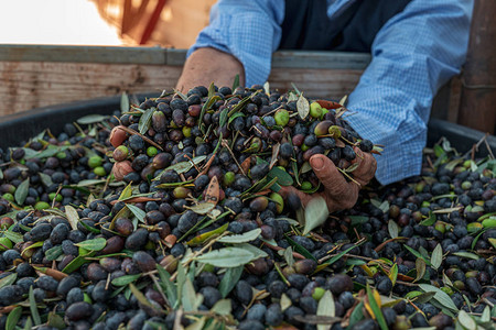 在普利亚地区为季节生产特级初榨橄榄图片