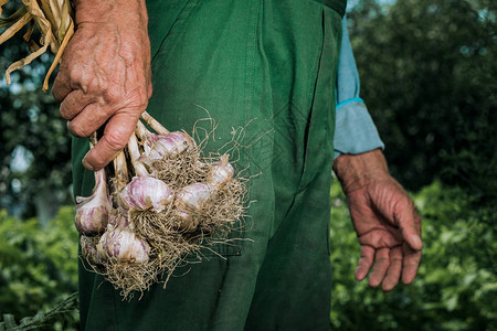 有机蔬菜农民手中的新鲜有机大蒜大蒜图片