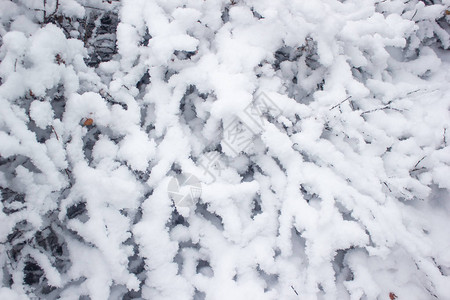 树枝和秋草上有毛状的雪森林图片