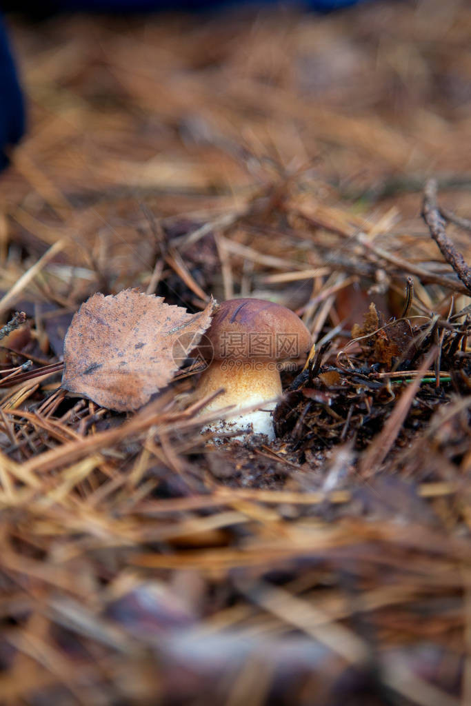 可食用和可采的真菌有绒状黑褐色或栗子色帽图片