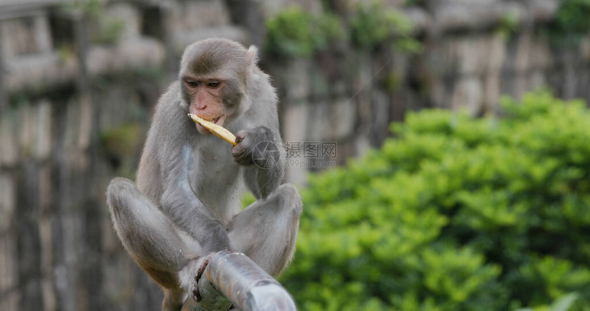 野猴吃香蕉坐在栏杆上图片