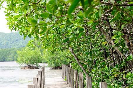 泰国尖竹汶府的红树林自然小径图片