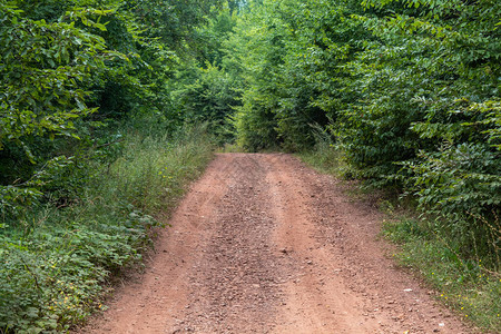 塞尔维亚森林中的农村土路图片