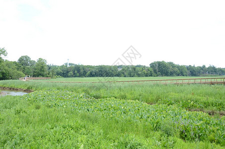 湿地或沼泽中的木板路和绿色植物和水图片