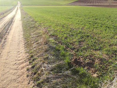 农业景观陆路庄稼之间的乡村小路西班牙乡村的年轻绿图片