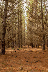 在澳大利亚悉尼西南约150公里处的Belanglo州森林中图片