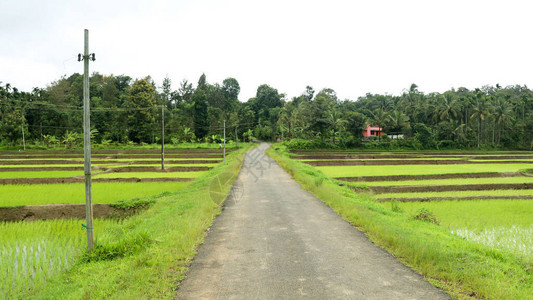 一条穿过新种植的稻田的乡村道路喀拉邦图片