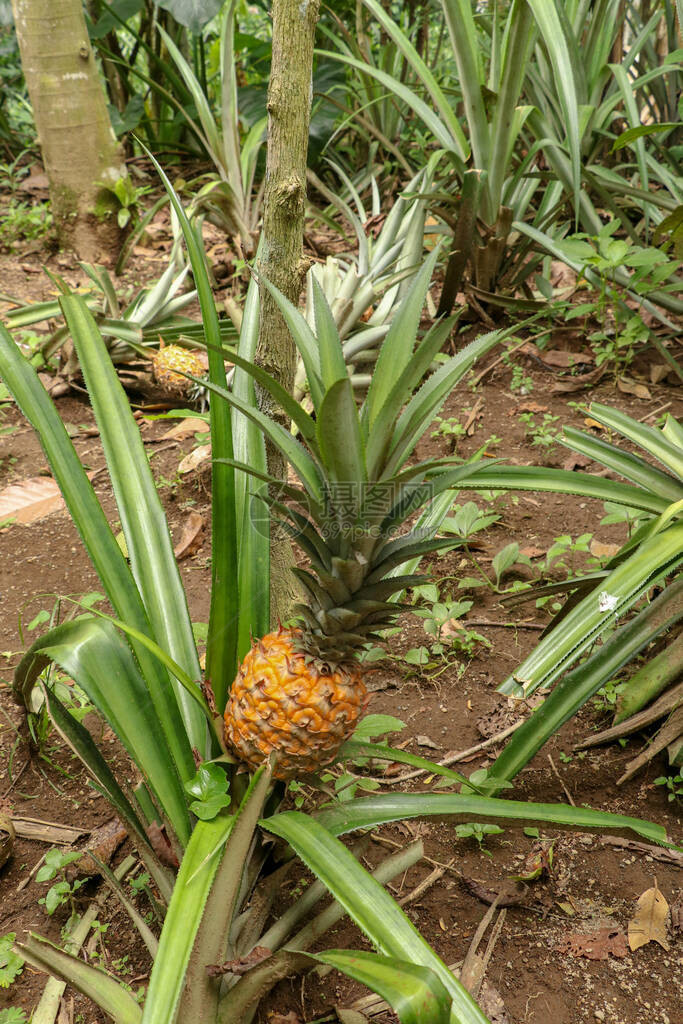 年轻的菠萝在巴厘岛的热带丛林中成熟菠萝comosus成熟并获得橙色特甜热带水果NanasMadu一种异国情调的图片