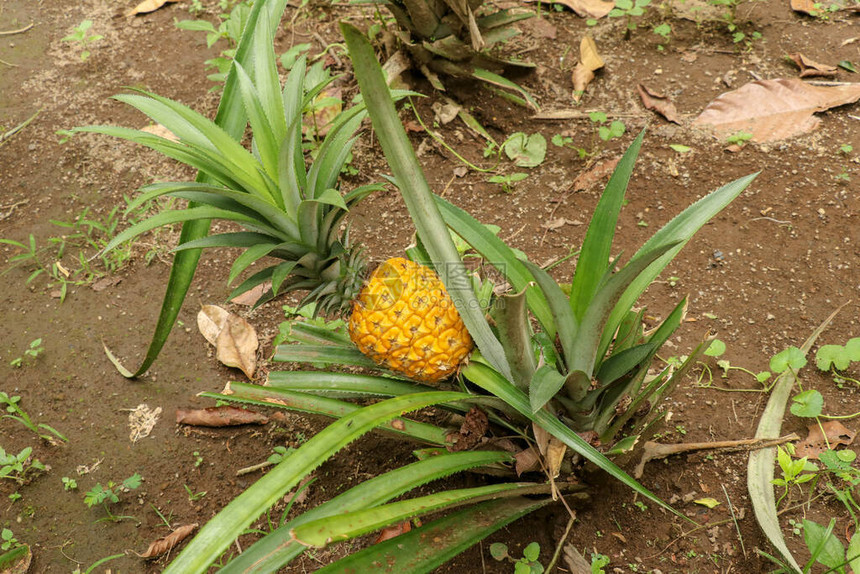 田地里的菠萝图片