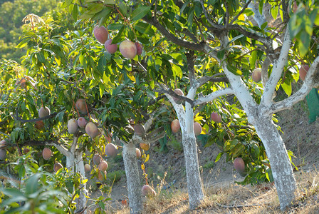 芒果挂在果树种植园的芒果树上图片