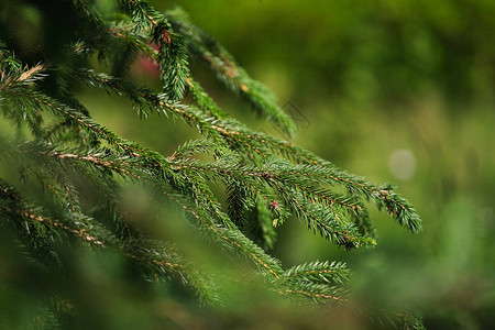近身绿色的绿锥形树枝森林中图片