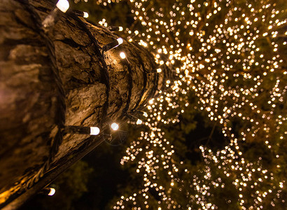 带圣诞灯的松树低角度特写图片
