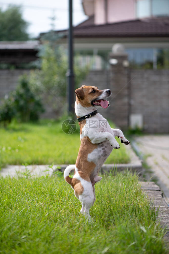 杰克罗素梗犬用后腿站立图片