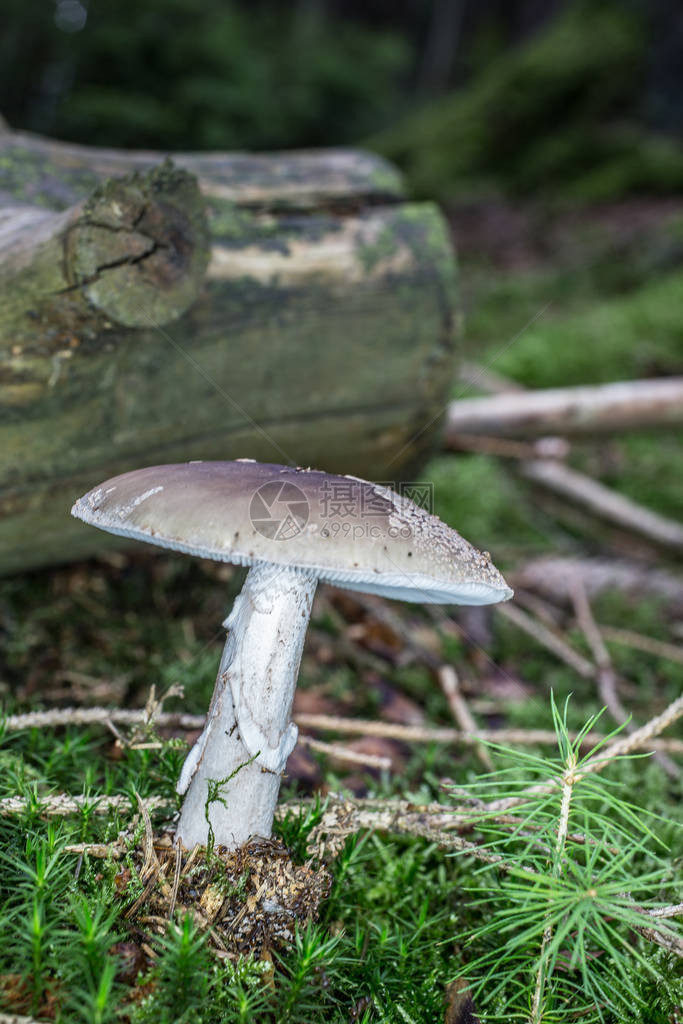 苔藓中致命的毒菌图片