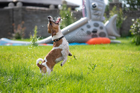 杰克罗素梗捕捉到水花狗在外面玩整条狗都在跳水滴院子图片