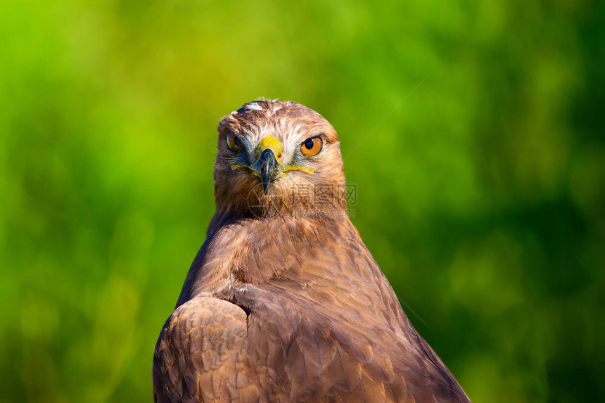 Hawk肖像绿色自然背景长腿巴扎德布图片