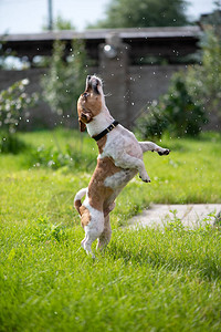 杰克罗素梗捕捉到水花狗在外面玩整条狗都在跳水滴院子背景图片