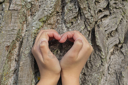 树背景上的心形手爱与环保的概念图片