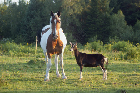田间农场动物中的马和山羊朋友图片