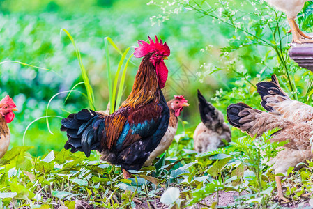 自由放养家禽农场的公鸡和图片