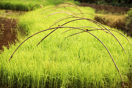 在越南河江省的稻田里准备重新种植的苗圃中的水稻幼苗图片