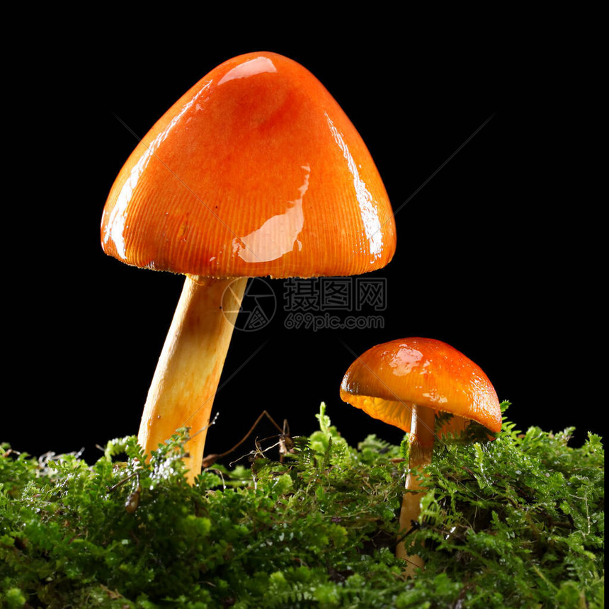 两只橙色和黄色蘑菇在湿的绿苔树林地底图片