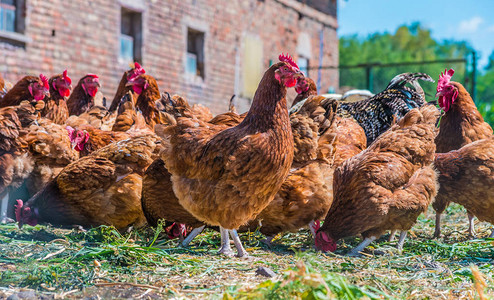 传统自由放养家禽农场的鸡高清图片