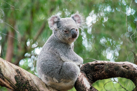 Koala在澳洲珀斯的图片