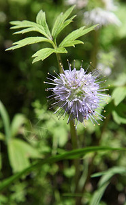 蒙大拿贝尔特山BigBelt山紫色野花Hydrothyllumper图片