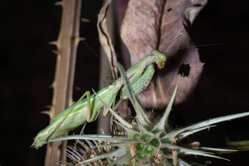 绿螳螂等待它的猎物附在一根棍子上图片