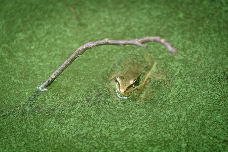 小青蛙在覆盖池塘的苔中图片