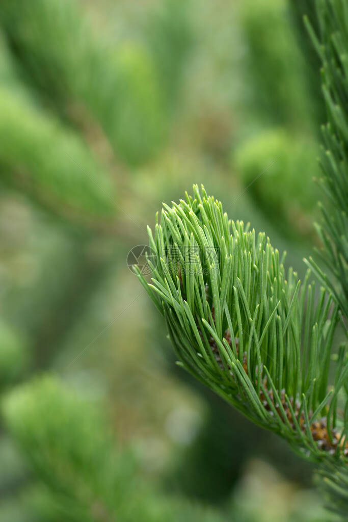 黑松俄勒冈绿拉丁名PinusnigraOregon图片