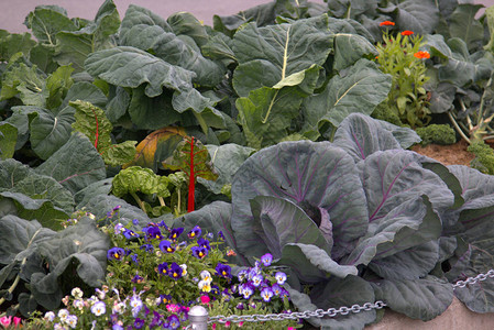 蔬菜在阿拉斯加的花图片