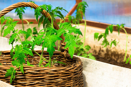 准备在温室种植番茄树苗Wicker篮子图片
