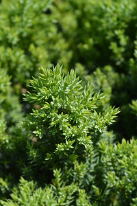 日本花园杜松拉丁名Juniperusprocumben图片