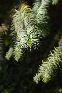 杉木变种小西户外植物高清图片