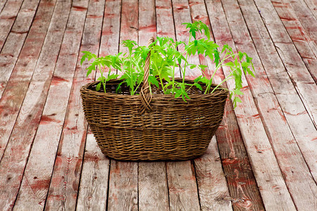 准备在温室种植番茄树苗Wicker篮子配着番茄树苗图片
